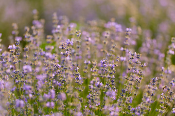 Obraz premium Blooming lavender closeup