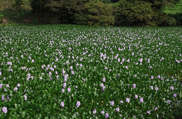 ホテイアオイの群生 / 池で繁殖したホテイアオイの花