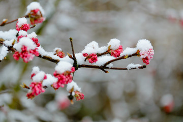 Macro shot of red flowering tree covered with snow in winter