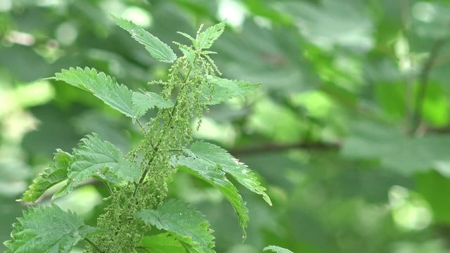 wildflower stinging nettle in the nature