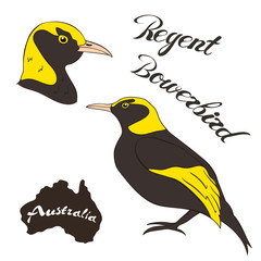 Regent bowerbird vector image isolated on white background. Australian regentbird in full growth and head. Fauna Australia. Australian regent bird realistic design. Terrestrial birds.