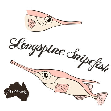 Longspine snipefish vector isolated on white background. Australian snipefish in full growth and head. Fauna Australia.  Little pink fish with long nose. Bristle snipefish or long-spined snipefish.