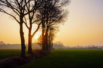 Row of bare trees in the morning mist sunrise with farm on horizon