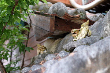 沖縄の屋根の上のシーサー