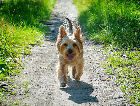 Cute photos of Yorkshire terrier outdoors in nature on a sunny day.