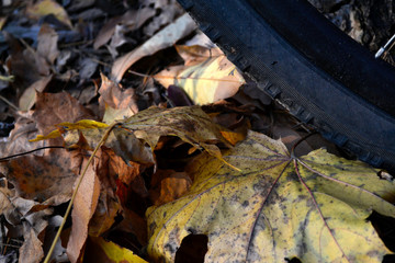 Bike and autumn