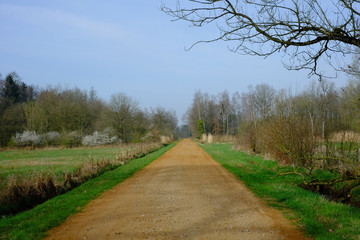 Straight rural pathway with green plants and tree on both the side against blue sky
