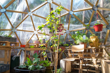 Fresh red cherry fruit plant growing in the organic green house garden