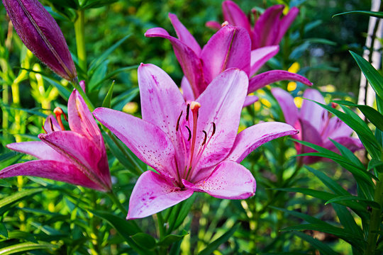 Summer flower background. Beautiful Lilium flower photos outdoors.