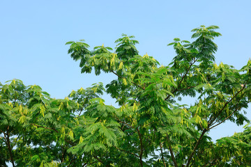 albizzia tree in the sky