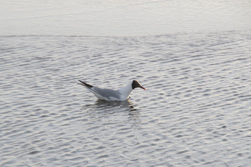 seagull swim in the Baltic sea