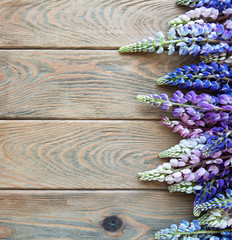 Obraz premium pink and purple lupine flowers
