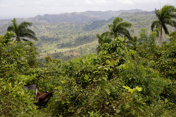 El Yunque National Forest near Baracoa in the Guantanamo province, Cuba