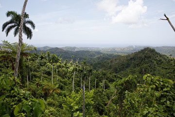 Fototapeta na wymiar Tropical Vegetation and Distant Atlantic Ocean Coastline Horizon Landscape from summit of El Yunque Mountain above Baracoa Bay Cuba