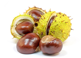 Früchte der Weißen Rosskastanie, Aesculus hippocastanum