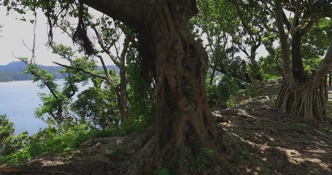 Manenzaki promontory near the blue ocean in Amami oshima Kagoshima tilt