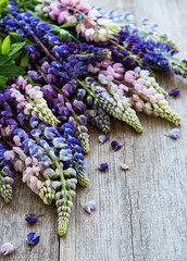 pink and purple lupine flowers