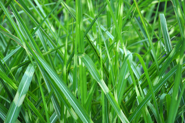Spring green grass in spring. preparation for designers