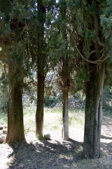 old trees in a forest