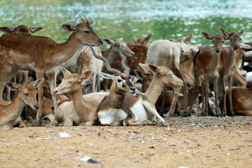 A large number of deer Sleeping in the daytime In the hot sun