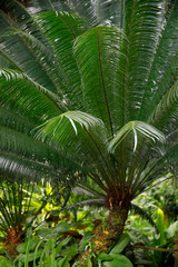 Obraz na płótnie Canvas Farn Pflanze in den Tropen, Seychellen, Afrika