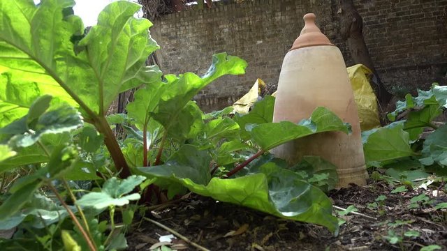 Rhubarb and Rhubarb forcer in summer on a bright sunny day.