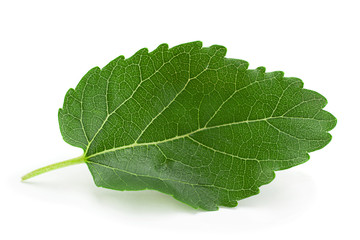 Mulberry leaf closeup