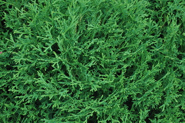 Closeup of green leaves of Thuja trees.