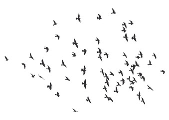 silhouette of a flock of flying birds.