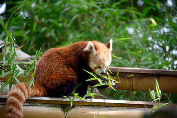 Panda roux