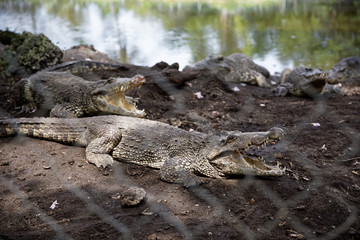 Playa Larga, Cuba - July 26, 2018: Crocodiles in the Zapata Swamp in Cuba