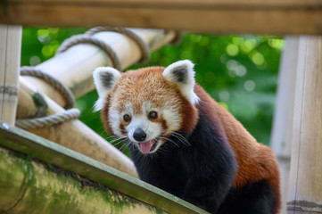 Fototapeta premium Panda roux