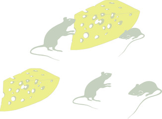 rats and cheese on a white background