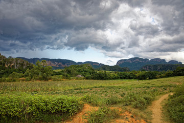 Vinales, Cuba - July 28, 2018: Stunning view of Cuban landscape in Vinales Valley National Park with tobacco farms, fields, plantations, hills, cows,