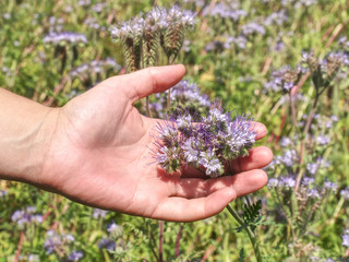 Female arm with blossom of phacelia flowers in hand.