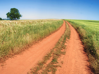 Fototapeta na wymiar Red farm road between barley fields. Dusty dirt road through