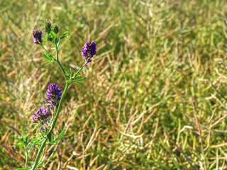 Growth process. Field of alfalfa  in morning at selective focus