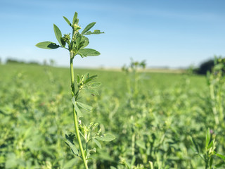 Field of young alfalfa.  Flowers are use for grazing hay