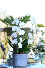 Beautiful  white orchid 