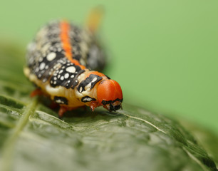 Hornworm caterpillar on leaf