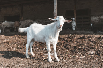 Obraz premium Young white goat on the farm. Livestock farm. Meat industry.