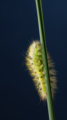 Calliteara pudibunda yellow hairy caterpillar