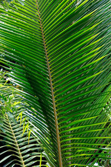 Obraz na płótnie Canvas Palmblatt tropische Vegetation in einem Park, Seychellen, Afrika