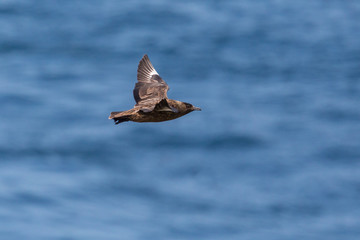 great skua (stercorarius skua) in flight over blue sea