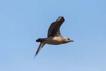 isolated great skua (stercorarius skua) flying in blue sky