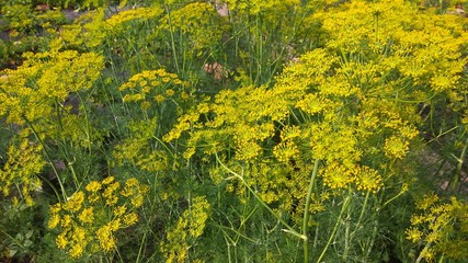 Bed of dill blooms of bright yellow flowers