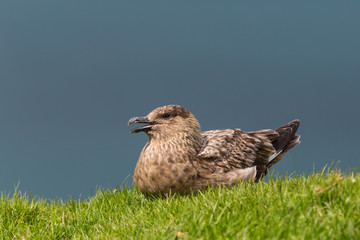 great skua (stercorarius skua) sitting in green meadow, sunshine