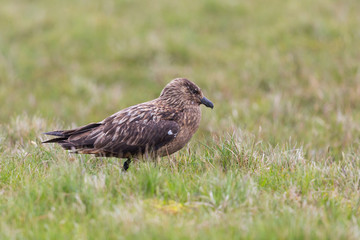 one great skua (stercorarius skua) standing in meadow