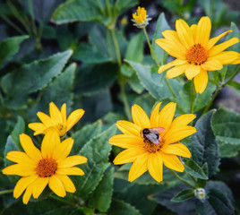 Arnica blossoms with bee