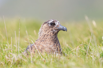 close-up great skua (stercorarius skua) sitting in green meadow